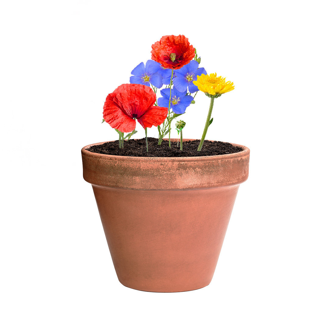 Bonbony nasienne Mussox P167199T 6 Bonbony nasienne Mussox P167199T