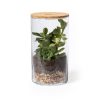 Terrarium Anymak P167565T