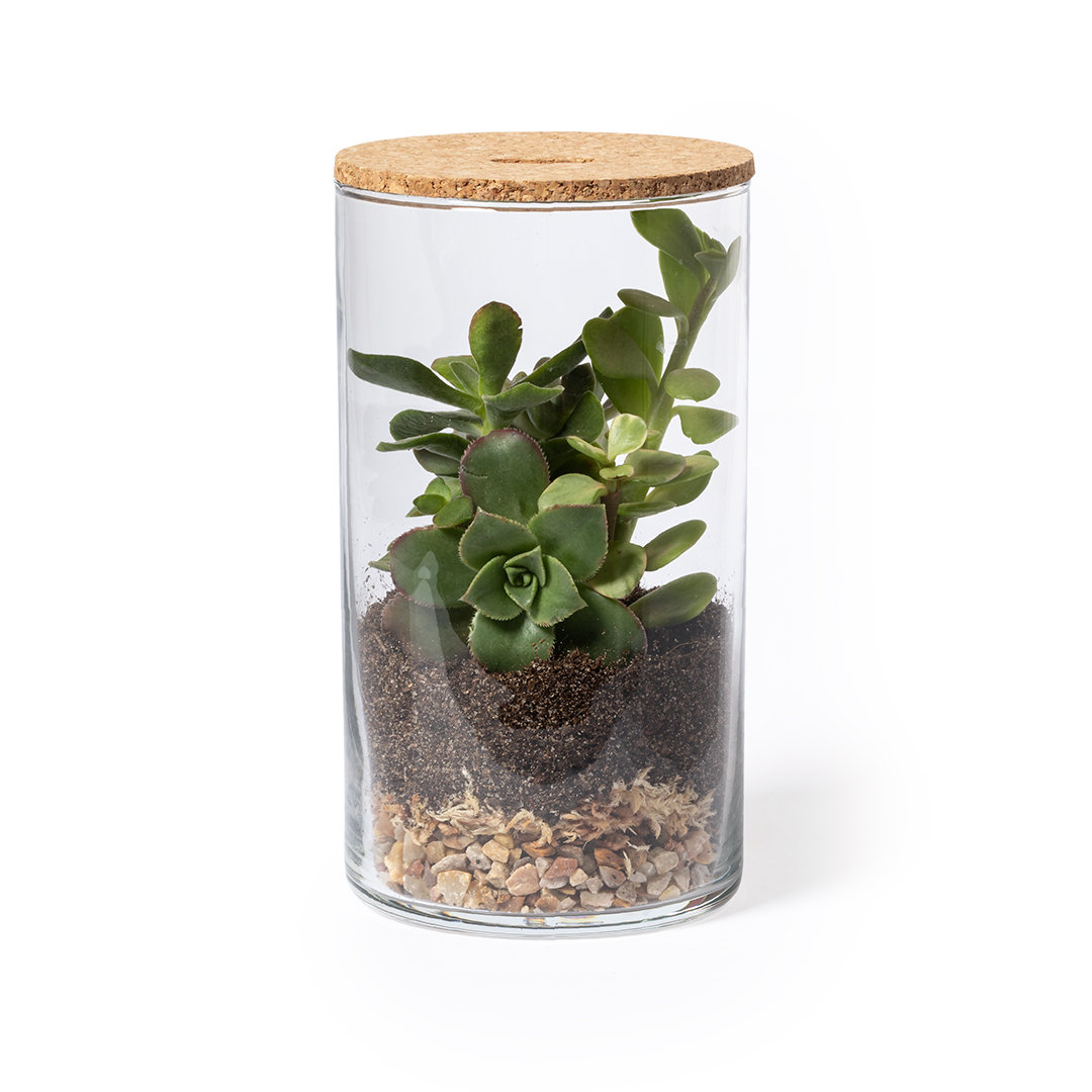 Terrarium Anymak P167565T